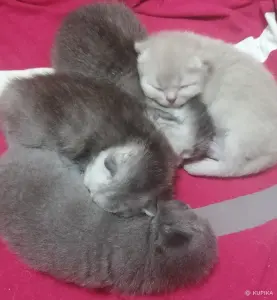 Котята шотландские вислоухие