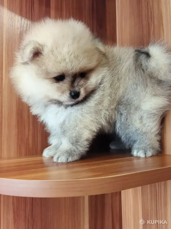 Мальчик померанского шпица - Вся Беларусь - 262367 - Доска объявлений Kupika.by - Фото 6
