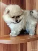 Мальчик померанского шпица - Вся Беларусь - 262367 - Доска объявлений Kupika.by - Фото 6