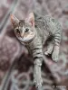 Котёнок в дар - Вся Беларусь - 261477 - Доска объявлений Kupika.by - Фото 4