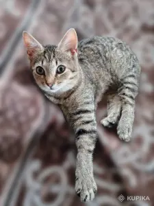 Котёнок в дар