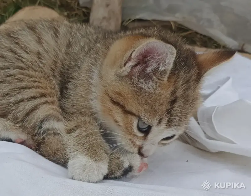 Кошкины детки - Городея - 261306 - Доска объявлений Kupika.by - Фото 3