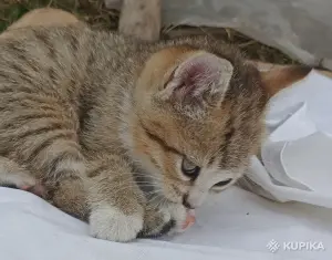 Кошкины детки