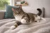 Кошки - Замечательная кошечка Лучик в дар - Вся Беларусь - Фото 6 Замечательная кошечка Лучик в дар - Вся Беларусь - 263241 - Доска объявлений Kupika.by - Фото 6