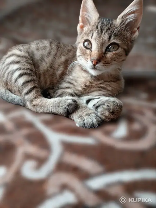 Кошки - Котёнок в дар - Вся Беларусь - Фото 2 Котёнок в дар - Вся Беларусь - 261477 - Доска объявлений Kupika.by - Фото 2