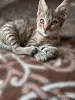 Кошки - Котёнок в дар - Вся Беларусь - Фото 2 Котёнок в дар - Вся Беларусь - 261477 - Доска объявлений Kupika.by - Фото 2