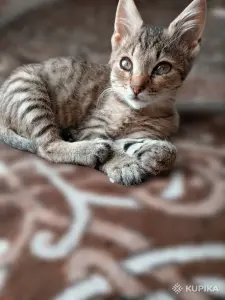 Котёнок в дар