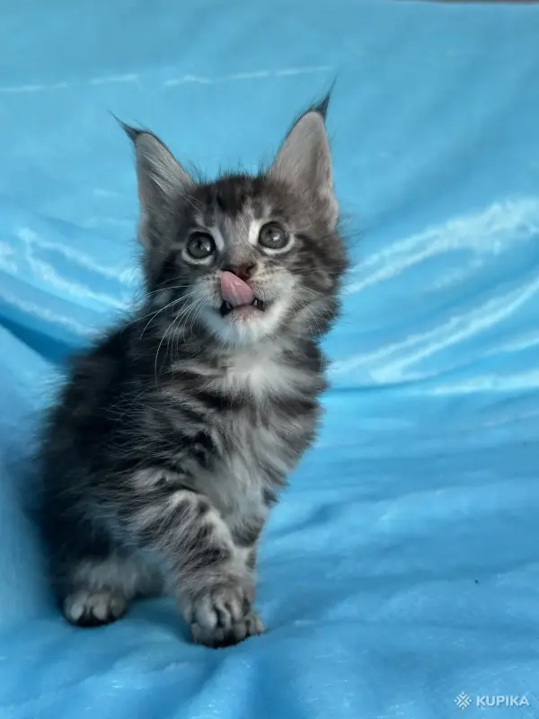 Кошки - Мейн-кун котята - Вся Беларусь - Фото 11 Мейн-кун котята - Вся Беларусь - 262554 - Доска объявлений Kupika.by - Фото 11