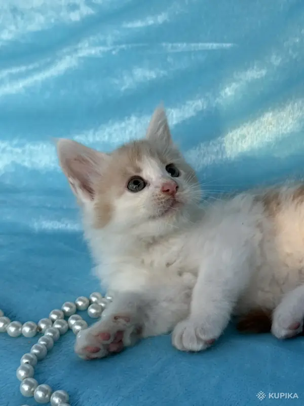 Кошки - Мейн-кун котята - Вся Беларусь - Фото 5 Мейн-кун котята - Вся Беларусь - 262554 - Доска объявлений Kupika.by - Фото 5