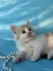 Кошки - Мейн-кун котята - Вся Беларусь - Фото 5 Мейн-кун котята - Вся Беларусь - 262554 - Доска объявлений Kupika.by - Фото 5