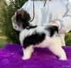 Бивер Йорк щенок - Вся Беларусь - 263209 - Доска объявлений Kupika.by - Фото 2