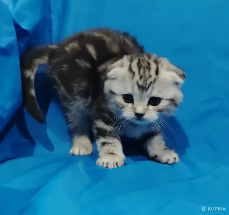Котята мраморята, шотландские. - Вся Беларусь - 263598 - Доска объявлений Kupika.by - Фото 2