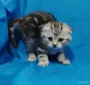 Котята мраморята, шотландские. - Вся Беларусь - 263598 - Доска объявлений Kupika.by - Фото 2