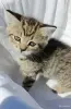 Кошкины детки - Городея - 261304 - Доска объявлений Kupika.by - Фото 2
