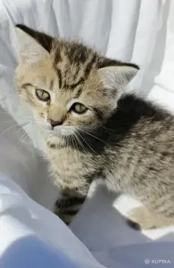 Кошкины детки