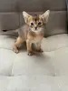 Кошки - Абиссинские котята от титулованных родителей - Вся Беларусь - Фото 3 Абиссинские котята от титулованных родителей - Вся Беларусь - 261154 - Доска объявлений Kupika.by - Фото 3