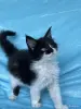 Кошки - Мейн-кун котята - Вся Беларусь - Фото 14 Мейн-кун котята - Вся Беларусь - 262554 - Доска объявлений Kupika.by - Фото 14
