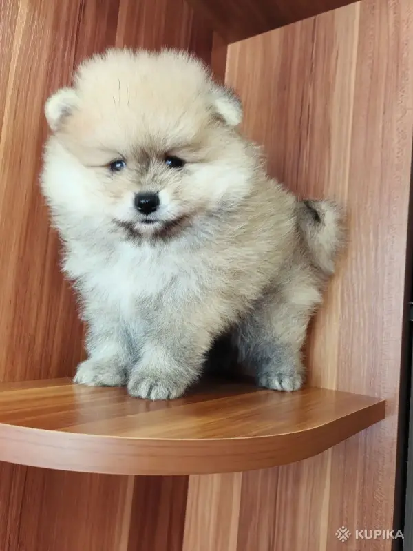 Мальчик померанского шпица - Вся Беларусь - 262367 - Доска объявлений Kupika.by - Фото 8