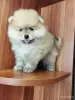Мальчик померанского шпица - Вся Беларусь - 262367 - Доска объявлений Kupika.by - Фото 8