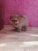 Собаки - Девочка померанский шпиц - Вся Беларусь - Фото 6 Девочка померанский шпиц - Вся Беларусь - 262510 - Доска объявлений Kupika.by - Фото 6