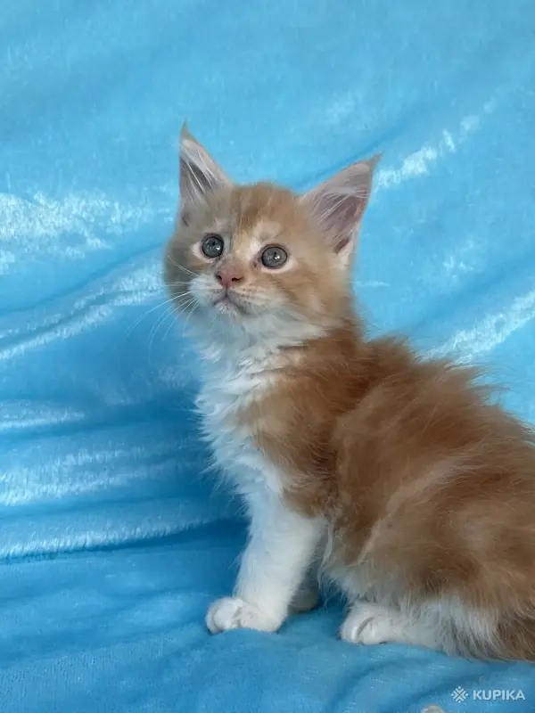Кошки - Мейн-кун котята - Вся Беларусь - Фото 8 Мейн-кун котята - Вся Беларусь - 262554 - Доска объявлений Kupika.by - Фото 8