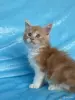 Кошки - Мейн-кун котята - Вся Беларусь - Фото 8 Мейн-кун котята - Вся Беларусь - 262554 - Доска объявлений Kupika.by - Фото 8