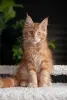 Кошки - Чистокровная девочка МЕЙН-КУН. - Вся Беларусь - Фото 6 Чистокровная девочка МЕЙН-КУН. - Вся Беларусь - 262689 - Доска объявлений Kupika.by - Фото 6