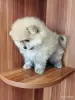 Мальчик померанского шпица - Вся Беларусь - 262367 - Доска объявлений Kupika.by - Фото 4