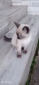 Кошечка