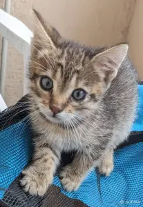 котенок