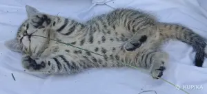 Кошкины детки