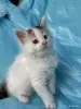 Кошки - Мейн-кун котята - Вся Беларусь - Фото 3 Мейн-кун котята - Вся Беларусь - 262554 - Доска объявлений Kupika.by - Фото 3