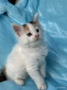 Мейн-кун котята