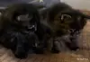 Котята-мейнкун - Вся Беларусь - 261034 - Доска объявлений Kupika.by - Фото 3