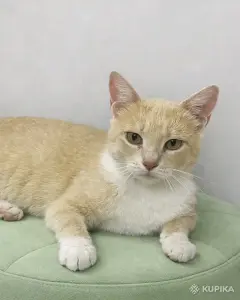 Кошечка ищет дом