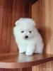 Мальчик померанского шпица - Вся Беларусь - 262069 - Доска объявлений Kupika.by - Фото 3