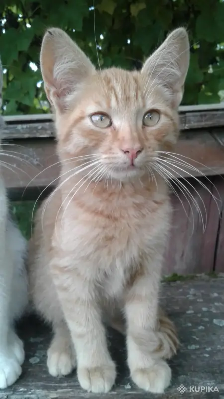 Кошки - котик в добрые руки - Вся Беларусь котик в добрые руки - Вся Беларусь - 263104 - Доска объявлений Kupika.by
