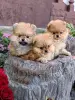 Померанский шпиц - Вся Беларусь - 263763 - Доска объявлений Kupika.by - Фото 2