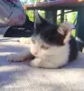 Милые Котята мальчики ищут свой дом. - Вся Беларусь - 263265 - Доска объявлений Kupika.by - Фото 3