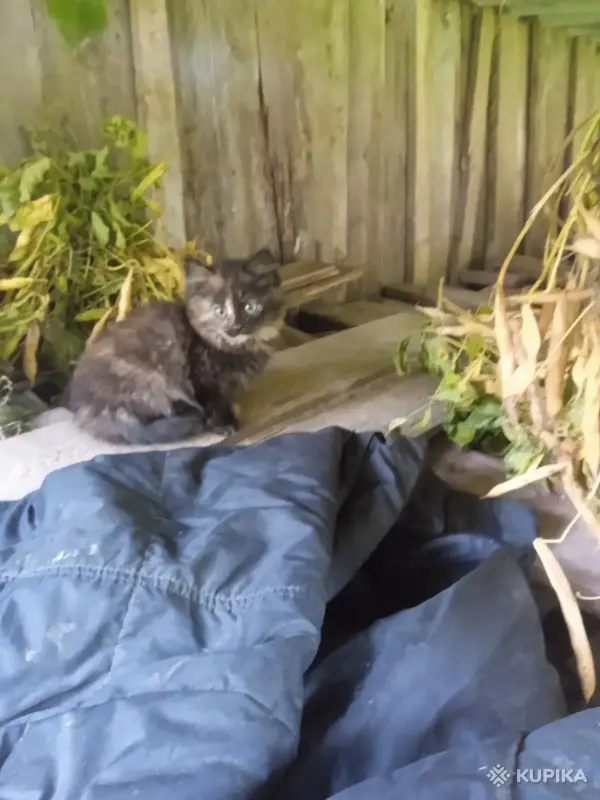Кошки - Очень нужна помощь в спасение котят. Передержка или дом! Котята в дар! Лесной, черный окрас! СОС! - Вся Беларусь Очень нужна помощь в спасение котят. Передержка или дом! Котята в дар! Лесной, черный окрас! СОС! - Вся Беларусь - 263000 - Доска объявлений Kupika.by