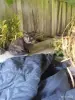 Кошки - Очень нужна помощь в спасение котят. Передержка или дом! Котята в дар! Лесной, черный окрас! СОС! - Вся Беларусь Очень нужна помощь в спасение котят. Передержка или дом! Котята в дар! Лесной, черный окрас! СОС! - Вся Беларусь - 263000 - Доска объявлений Kupika.by