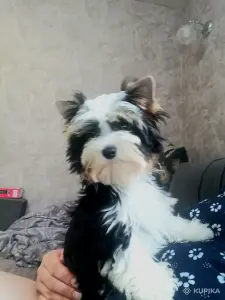 Щенок Бивер терьер мальчик
