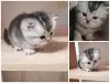 Кошки - Котята шотландские - Вся Беларусь - Фото 2 Котята шотландские - Вся Беларусь - 261537 - Доска объявлений Kupika.by - Фото 2