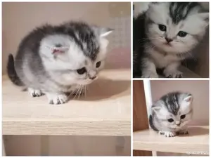 Котята шотландские