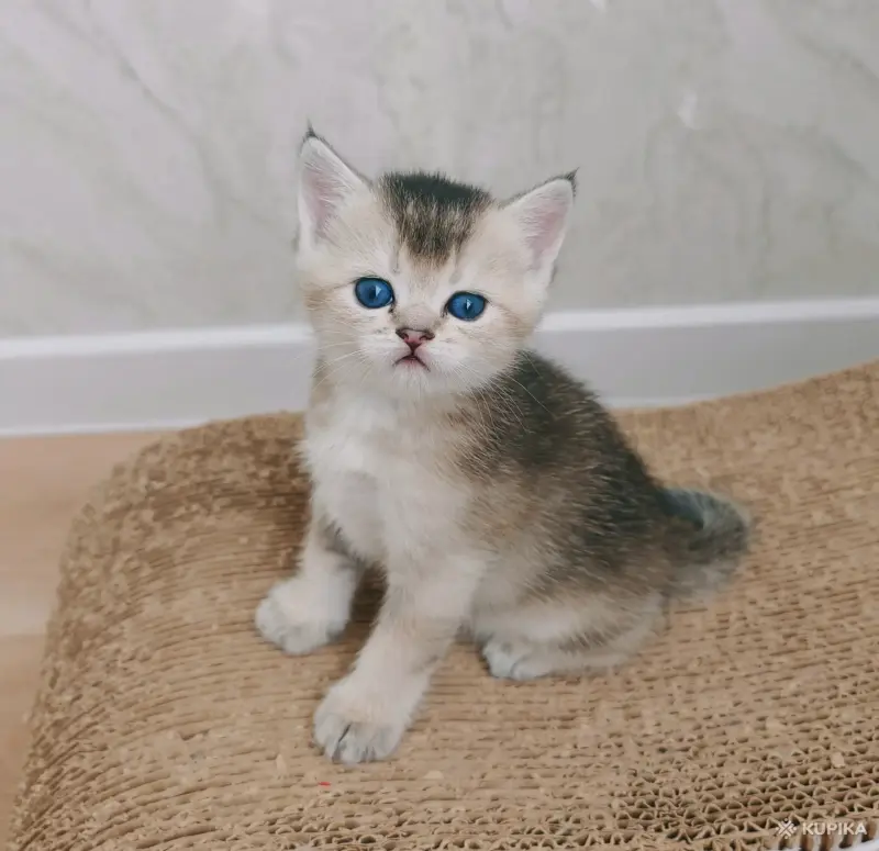 Шотландский малыш