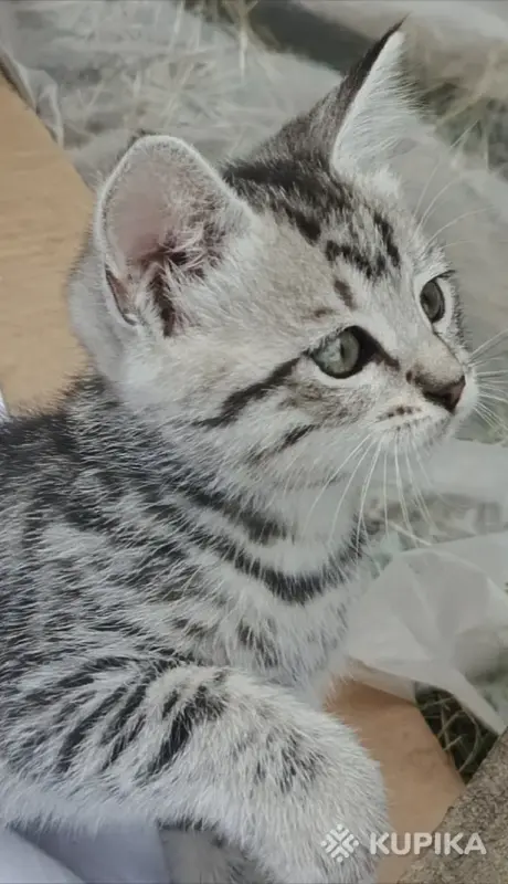 Кошкины детки