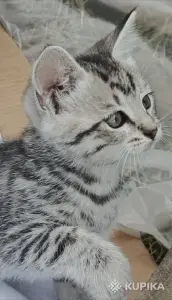 Кошкины детки