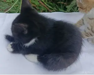 Кошкины детки