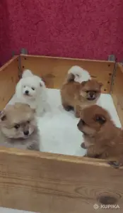 Щенки померанский шпиц