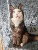 Мейн-кун - Вся Беларусь - 261476 - Доска объявлений Kupika.by - Фото 3